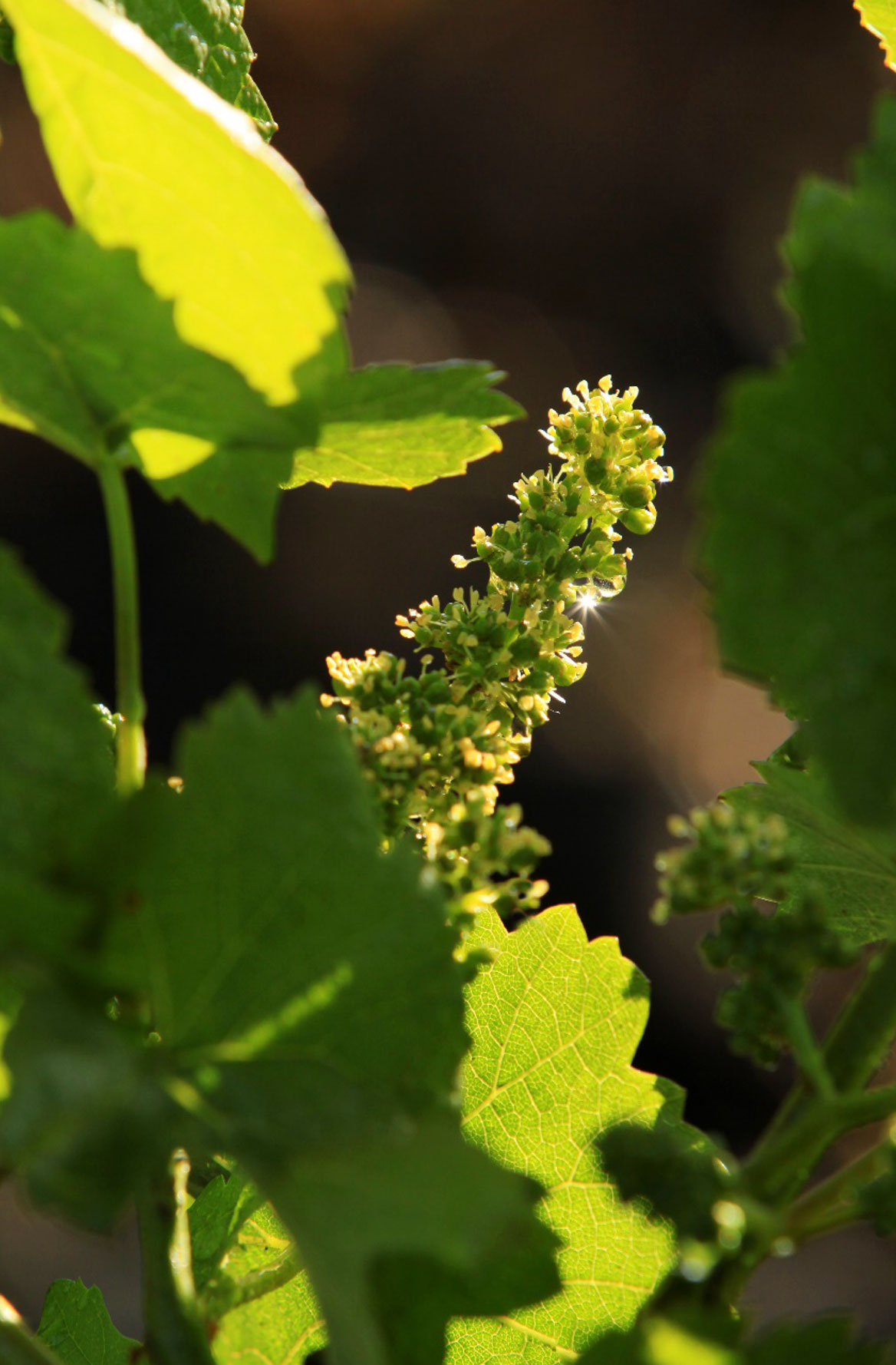 Alpha Omega close up of vine