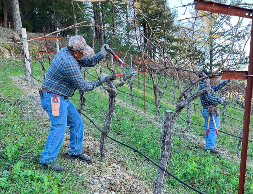 Alpha Omega vineyard works pruning vines
